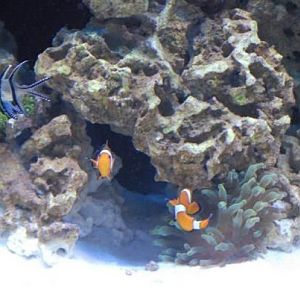 Cardinal, clowns and the GBTA