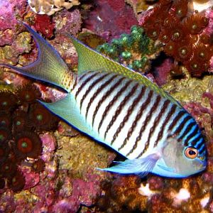 Male swallowtail angel 1 27 07 with flash