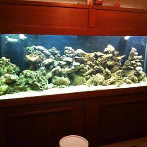 this was where my tank started 11 months ago after the huge loss of corals due to movers breaking ta