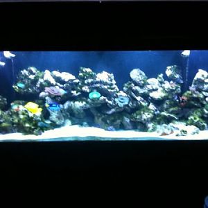 this was a few months into new set up, as you can see a huge hail algae breakout.