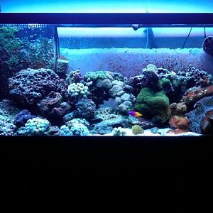 75 Gallon Reef -2011