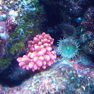 Newest Arrival   RBTA