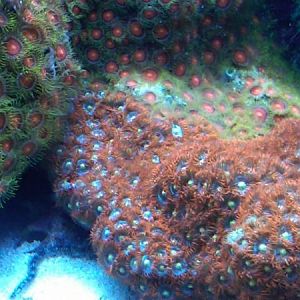 Zoas2