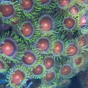 Dragon Eye(?) Zoas Closeup
