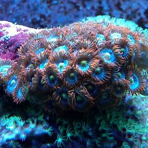 Fire & Ice zoas for trade