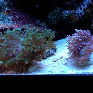 New Frags from montiporalova