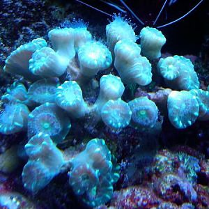 Green Candy Cane Frag