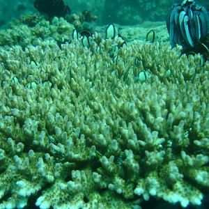 Damsels in sps coral