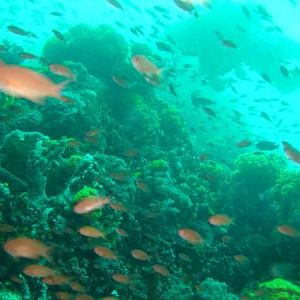 One of many coral walls