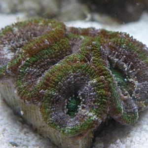 Purple and green acan