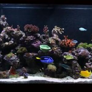 my tank today after a year of hard work