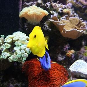 my Yellow tang her has traveled the east coast with me.
