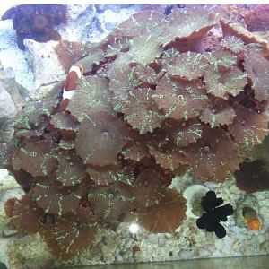 My mushroom rock (also the home for my clowns)
Bottom right: black sun coral and orange sun coral