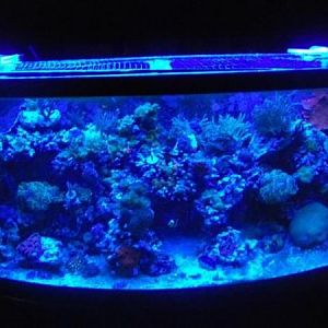 Whole tank blue