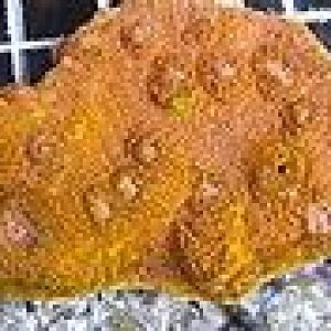 Mind numbing chalice