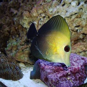1st Scopus Tang.