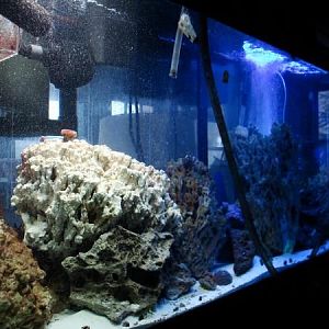 Addes last of 5 large Pukani rocks.  Tank is 3 months set up.  But most sand and some rock was previ