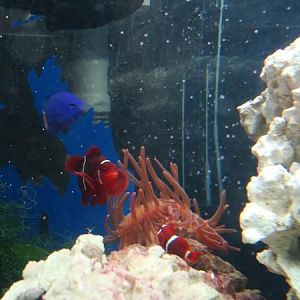 First Rosebud anemone and first two Maroon Clowns from two seperate supplyers and are now a pair.  V