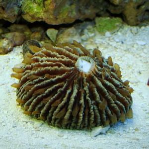 Plate coral eating spearfish.