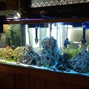 Aquascaping Pukani general view several weeks ago