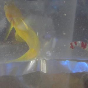 yellow watchman goby and candy pistol shrimp