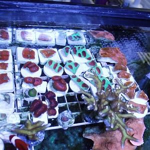 prefragswap 5 21 022