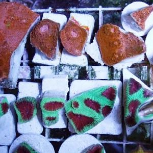 prefragswap 5 21 013