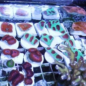 prefragswap 5 21 022