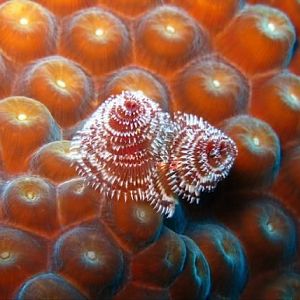 183939 1876718683391 1403956047 2152848 7085543 n