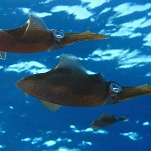 190686 1876719643415 1403956047 2152852 7675025 n