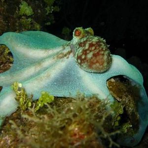 185891 1876716683341 1403956047 2152840 81850 n