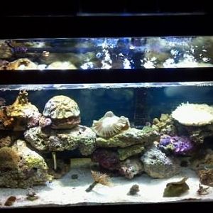 Open Brain Coral
Pulsing Xenia
Green Hydnophora SPS
Green Star Polyps
Trachyphyllia Brain
Trump