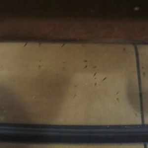 Newly hatched Darwin Fry