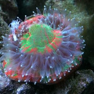 I think this pic of my bleeding apple, could seriously be on the front page of ANY reef magazine