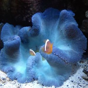 Many clowns have hosted, but my search still contiunes for the right color combo. but i believe ive