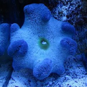 First night in my tank, I couldnt stop snapping photos. I just love how it creased up.