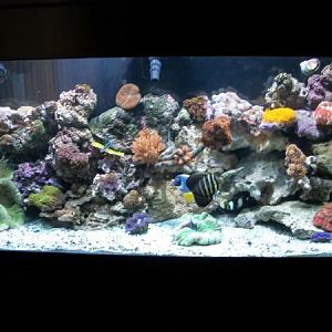 fish tank 015