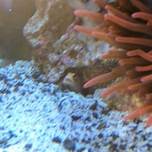 Daring little B*@#$d