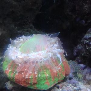 Mouth FULL of shrimp