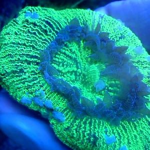 trachyphillia with white spots