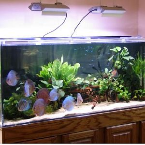 Sooooooooooooo it's not a reef tank.....