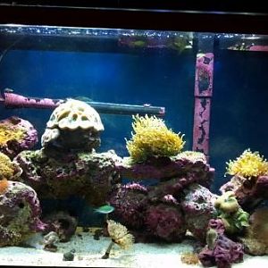 Not the newest photo and still missing about 4 corals.