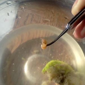 Critter from brian 2