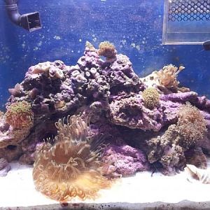 Full tank shot, 150 watt metal halide, 2 t5 actinics on.