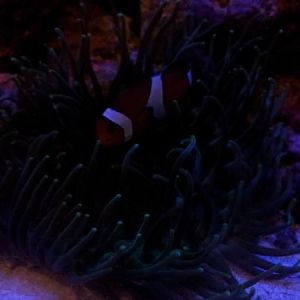 My Clown fish hosting a Condy!