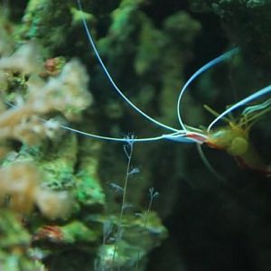 My cleaner shrimp, who happens to have a growth on his side, but don't worry, it doesn't seem to hin
