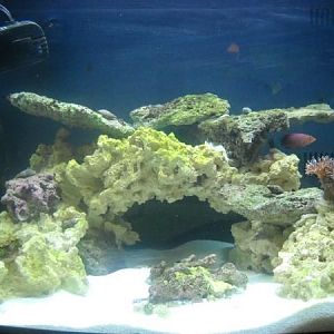 sixline the day i put him in