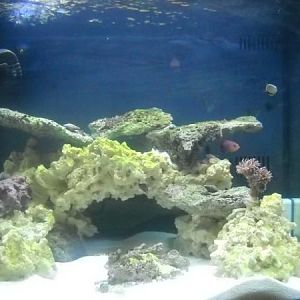 first two corals, a little dragon eye zoa to the left and a duncan to the right.