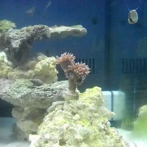 the duncan eating a pellet.