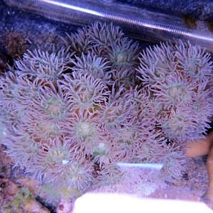 duncan 70 polyps
